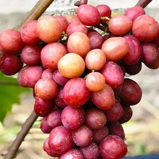 Саджанець винограду Динька мускат