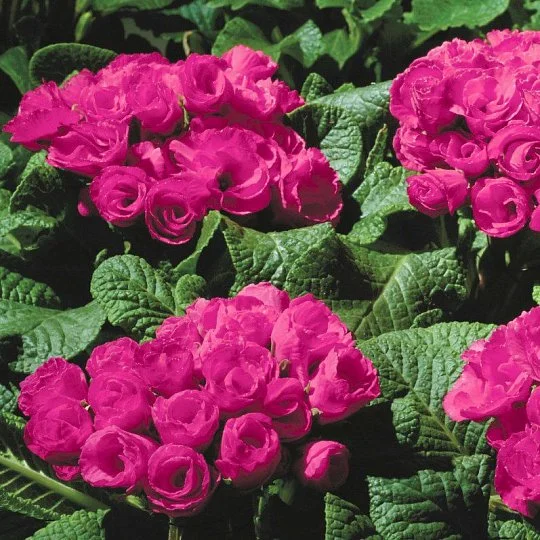 Примула махровая Примлет F1 розовая 100 семян, Pan American flowers