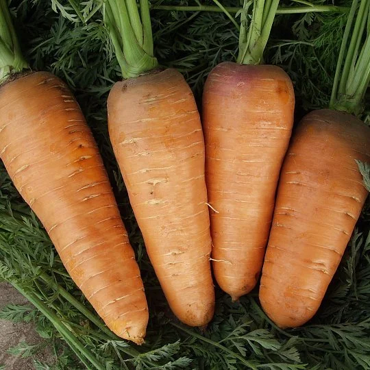 Морковь Болтекс 100 г шантане среднеспелая, ТМ Витас - Фото 3