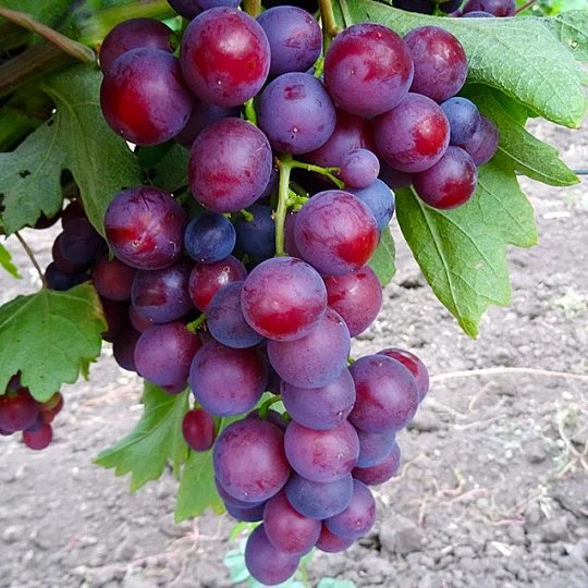 Саженцы винограда Тюльпан