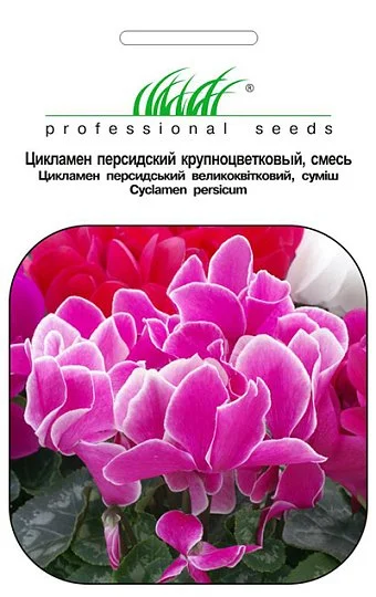 Цикламен персидский крупноцветковый 5 семян смесь, Hем Zaden
