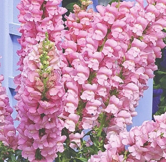 Львиный зев (Антирринум)  Увертюра F1 розовый 100 семян, Syngenta