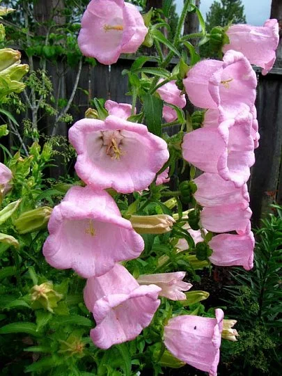 Дзвіночок Кампана 100 дражованого насіння середній рожевий, Pan American flowers