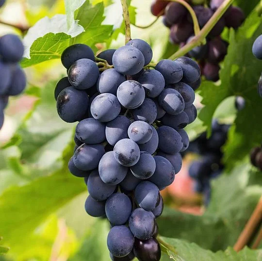 Саджанці винограду Сапераві