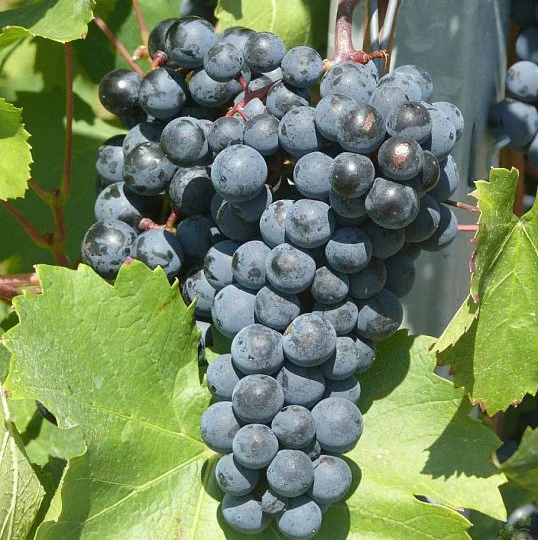 Саженцы винограда Акалон - Фото 2