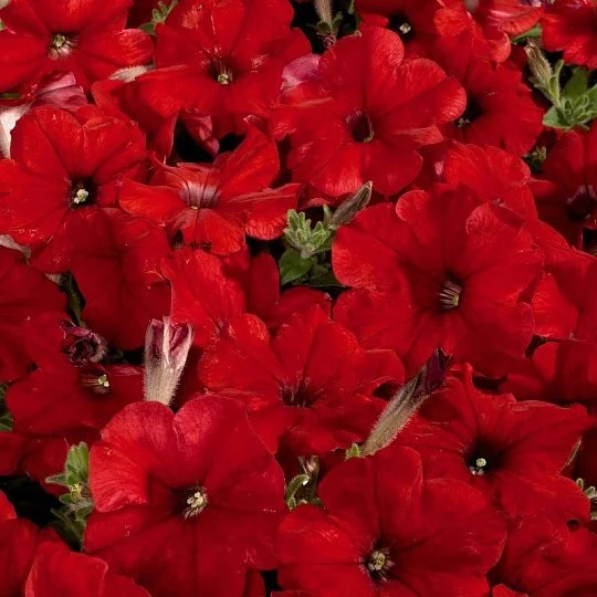 Петуния Селебрети F1 500 семян красная, Benary flowers