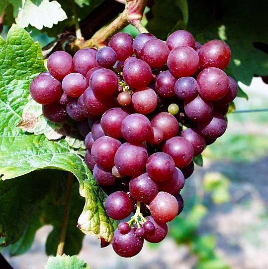 Саженцы винограда Зигерребе