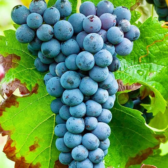 Саженцы винограда Каберне Фран