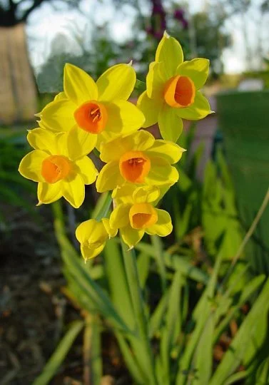 Нарцисс мультицветковый Grand Soleir (10631) - Фото 2
