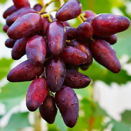 Саженец винограда Журавчик вишневый