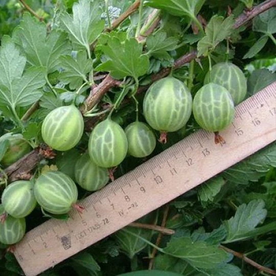 Аґрус зелений Малахіт середньостиглий - Фото 3