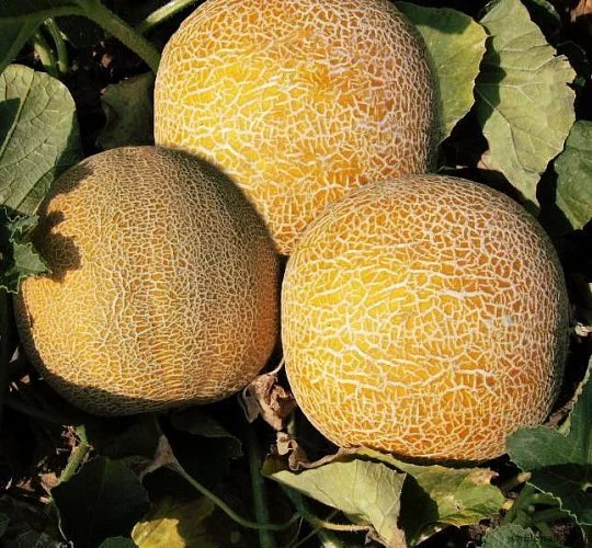 Дыня Колхозница весовая среднеспелая