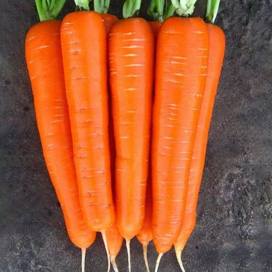 Морковь Нантская весовая среднеспелая