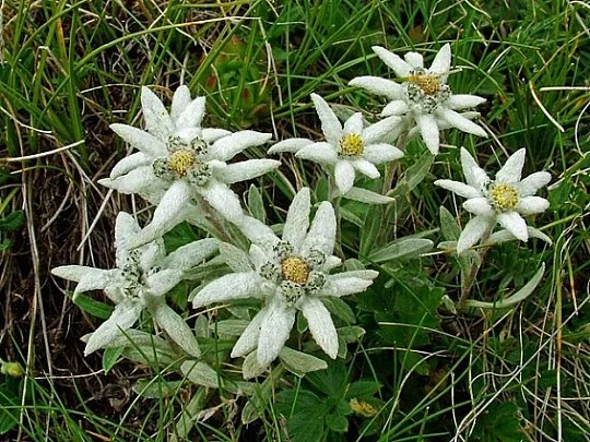 Едельвейс альпійський 0,1 г білий, Hем Zaden - Фото 4