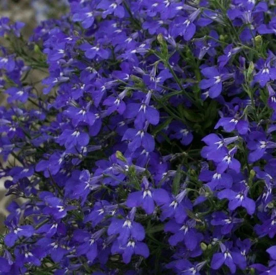 Лобелия каскадная Регатта 200 дражированных семян темно-синяя, Pan American flowers
