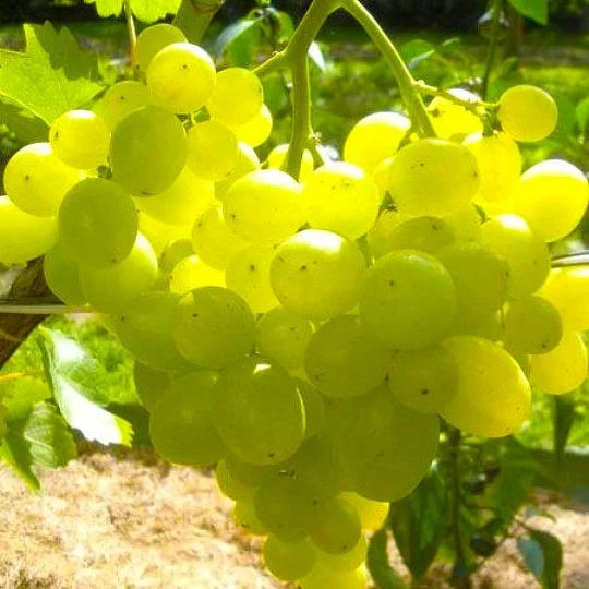 Саженцы винограда Галахад