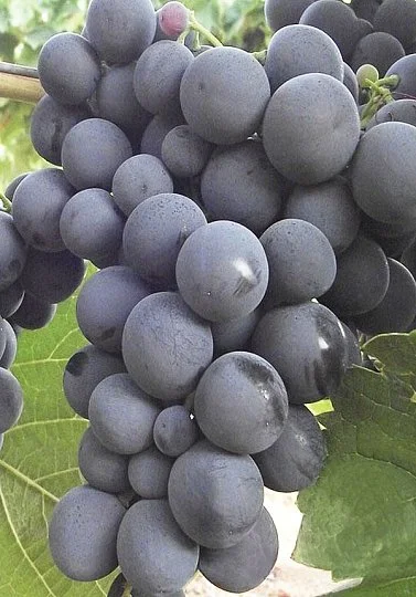 Саженцы винограда Ришелье