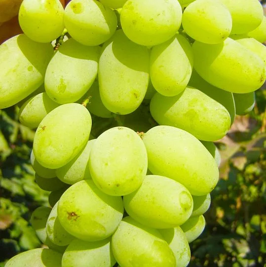 Саженцы винограда Венечный мускат
