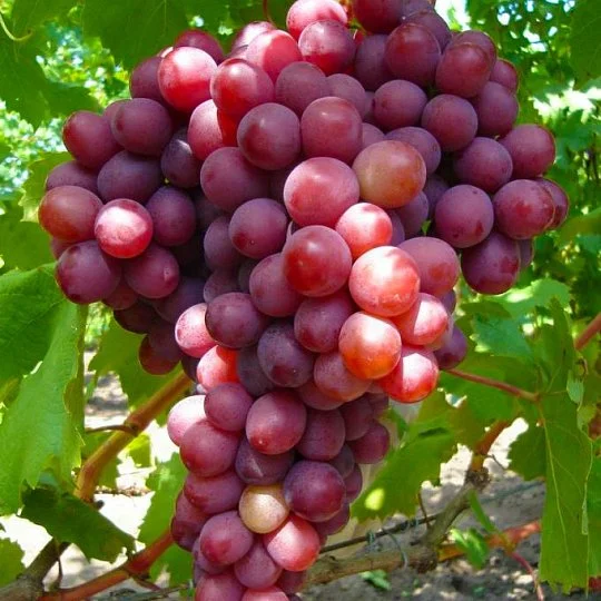 Саженцы винограда Сиреневый Туман 