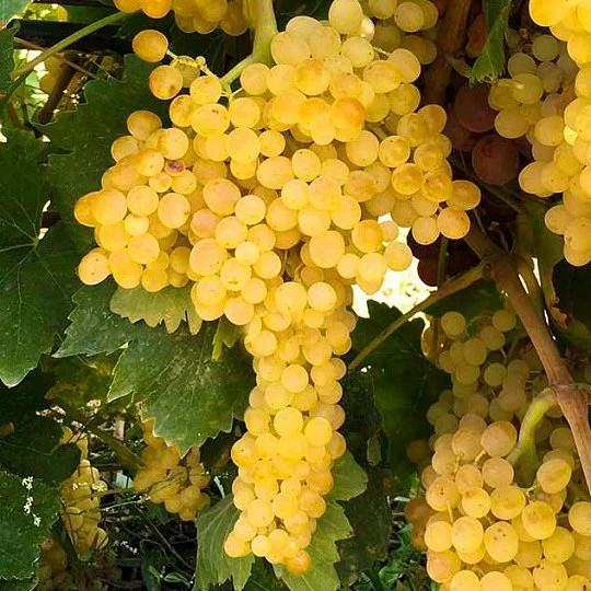 Саджанець винограду Мармуровий мускат