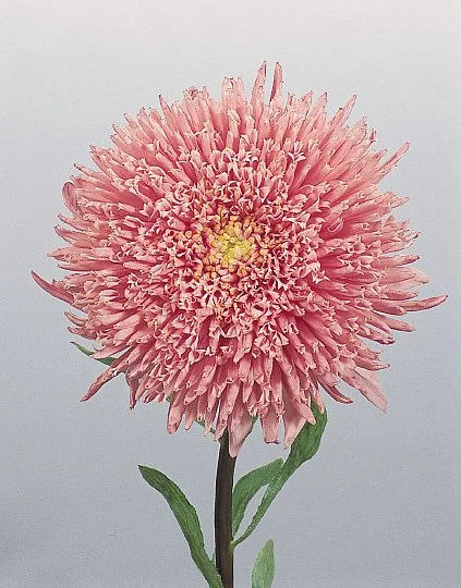 Астра китайская Принцесса Бенари 1000 семян кремово-розовый, Benary flowers