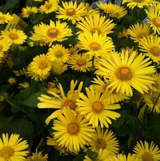 Дороникум восточный Леонардо 100 семян желтый, Syngenta Flowers