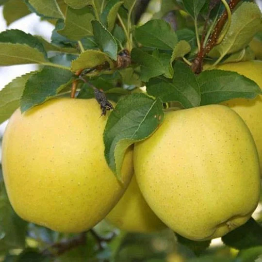 Яблуня Голд Раш пізня