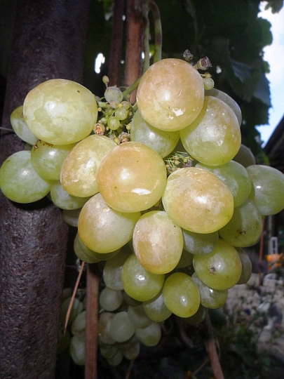 Саженцы винограда Талисман