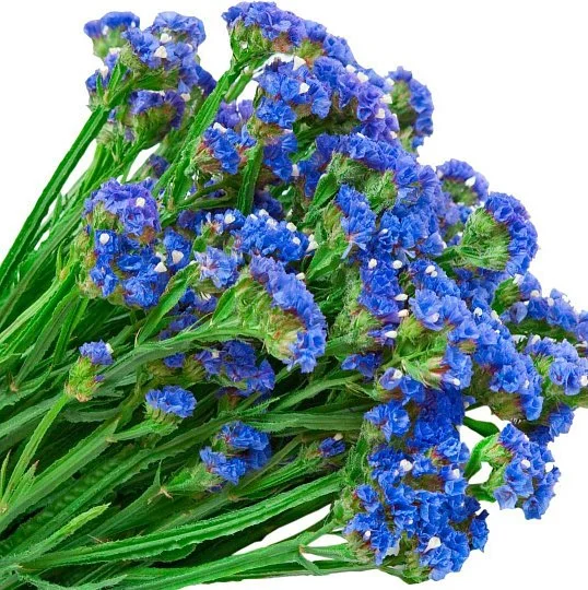 Статиця Синя річка 0,1 г, Hем Zaden - Фото 2