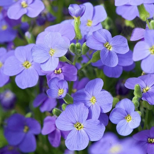 Обриета гибридная Одри F1 небесно-голубая 100 семян, Syngenta