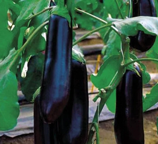 Баклажан Найт Леді F1 1000 насінин середньоранній, Unigen Seeds - Фото 3