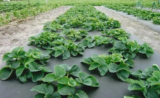 Агроволокно Р-50 чорне в розмотування 3,2 м, Agreen