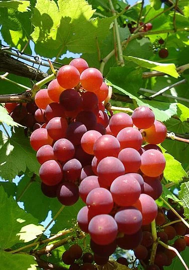 Саженцы винограда "Кэнэдис"