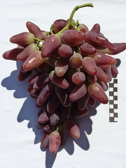 Саженцы винограда Персей, Институт Таирово