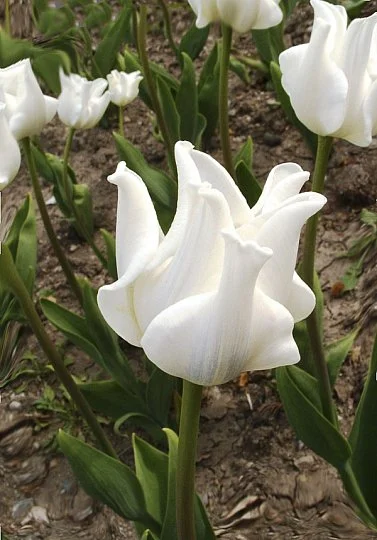 Тюльпан волнистый White Liberstar (10311) - Фото 2