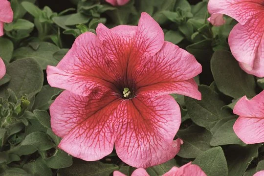 Петунія Браво F1 1000 дражованого насіння лососева з прожилками, Syngenta Flowers