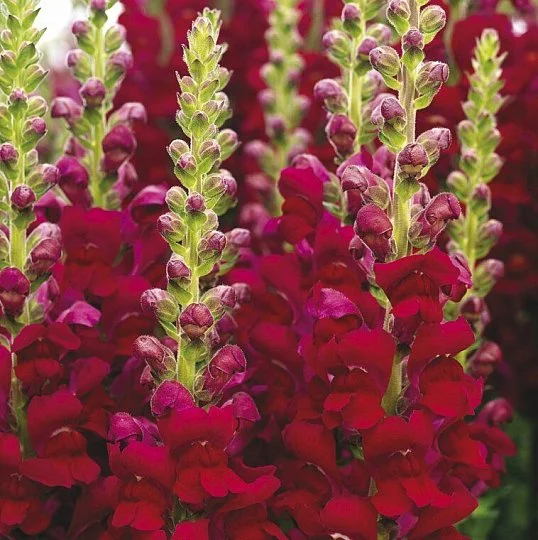 Левовий зів Опус F1 червоний 100 насінин (III/IV група), Syngenta