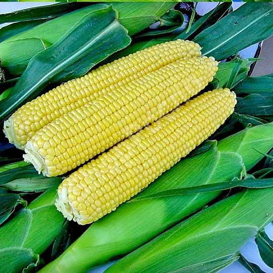 Кукуруза Тести Голд F1 1000 семян ранняя сахарная, Agri Saaten
