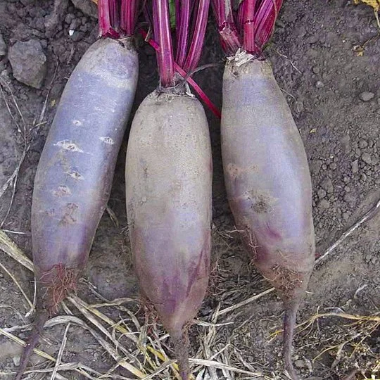 Свекла Таунус F1 3 г поздняя, Bejo Zaden - Фото 2