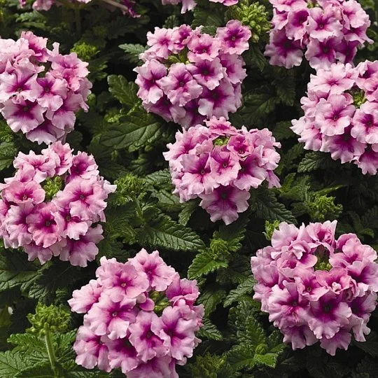 Вербена гибридная Тускани F1 100 семян розовая биколор, Syngenta Flowers
