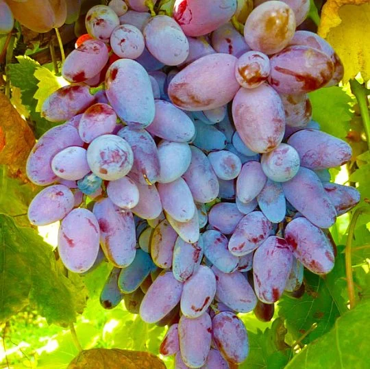 Саженцы винограда Паллада