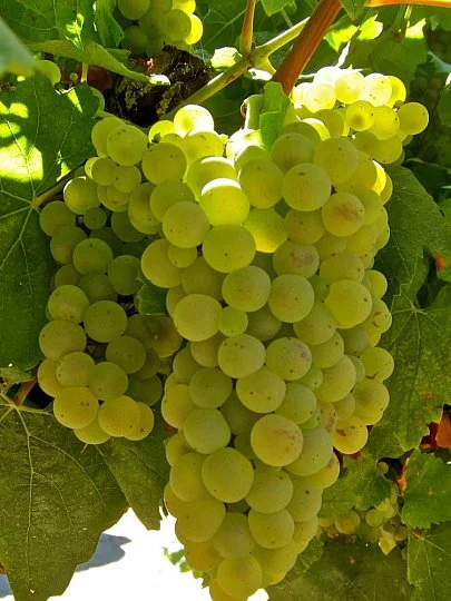 Саженцы винограда Шардоне, Институт Таирово