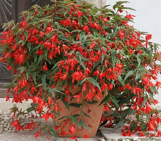 Бегония боливийская Копакабана F1 красная 10 семян, Cherny