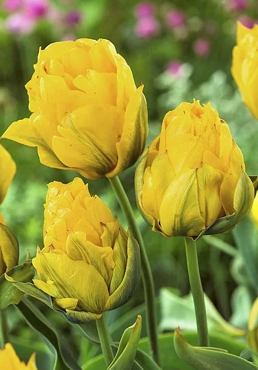 Тюльпан Double Beauty of Apeldoorn 3 шт махровый многоцветковый, De Ree (10245) - Фото 2
