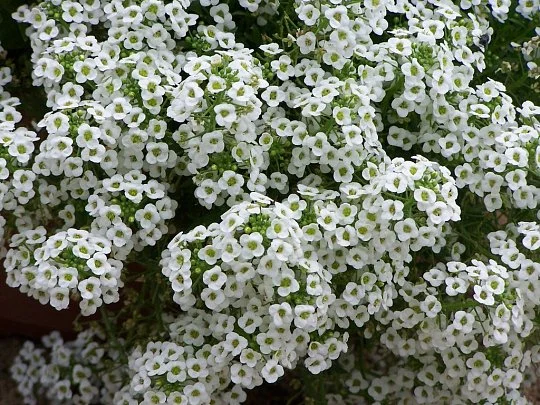 Лобулярия морская (Алиссум) Снежинка 100 семян белая, Pan American flowers