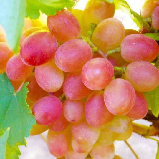 Саженцы винограда Гурман (Лакомка) 