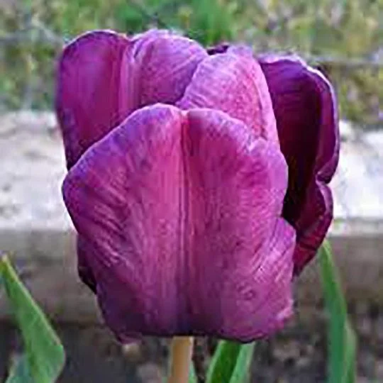 Тюльпан Purple Rain 3 шт триумф, De Ree 