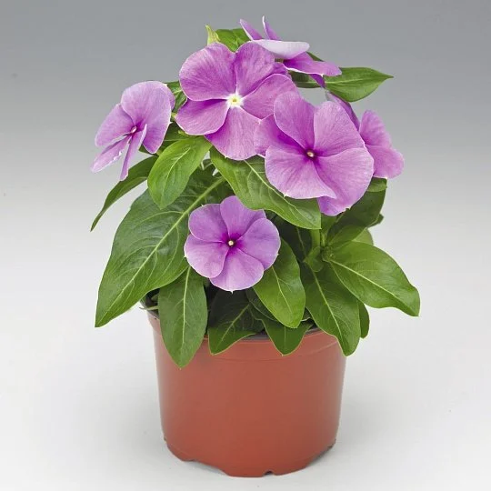 Катарантус СанШторм F1 100 семян пурпурный, Syngenta Flowers - Фото 2