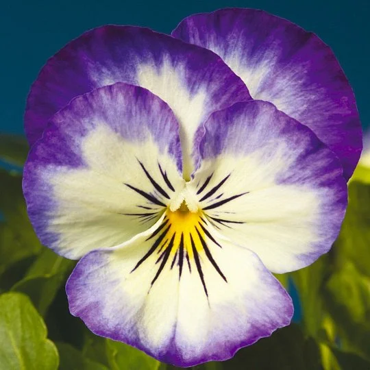 Віола рогата Пенні F1 100 насіння пурпурна пікоті, Syngenta Flowers