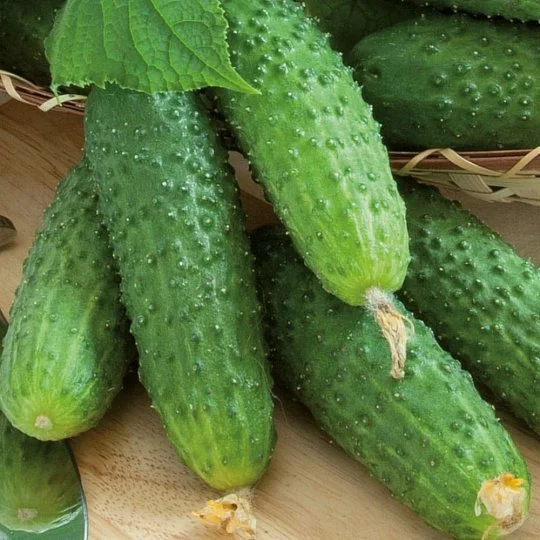 Огірок Кустовий на вагу, Агролінія